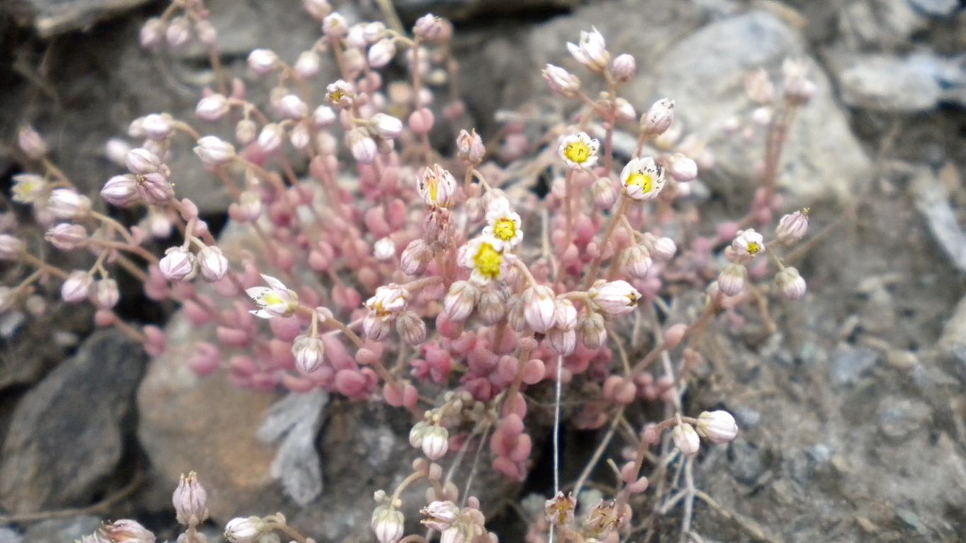 Valnontey - Sedum dasyphyllum